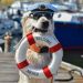 Yachts For Dogs