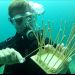 Underwater Basket Weaving Cause